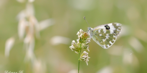 Yeni Beneklimelek (Pontia edusa)