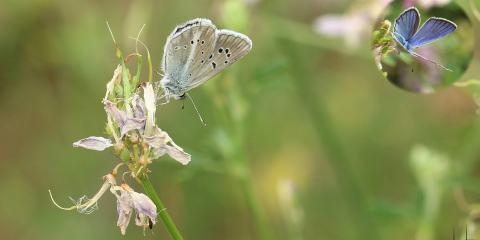 Türk Mavisi (Polyommatus turcicus)