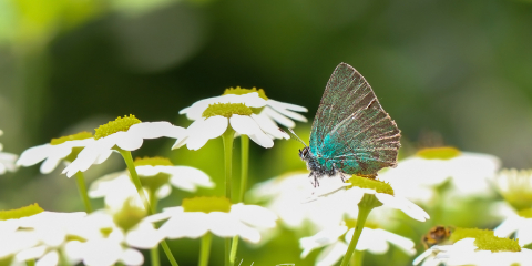 Yıpranmış Bir Zümrüt Kelebeği