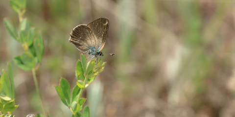 Değişik Bir Zümrüt Kelebeği