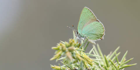 Zümrüt Kelebeği (Callophrys rubi)