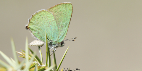 Zümrüt Kelebeği (Callophrys rubi)