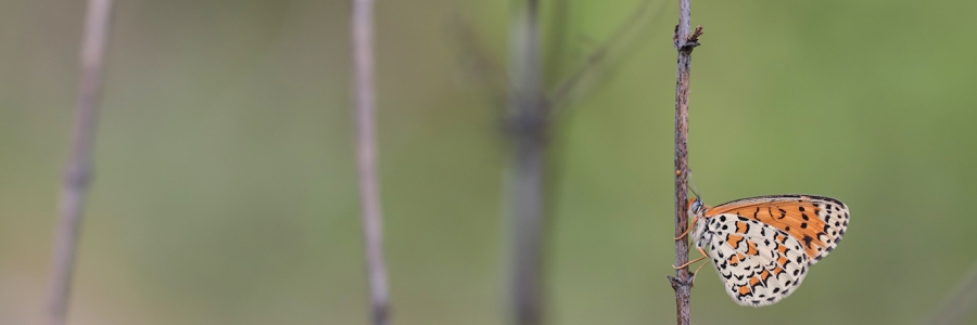 Amannisa (Melitaea athalia)