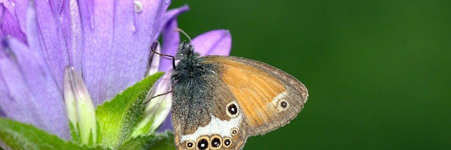 Funda Zıpzıp Perisi (Coenonympha arcania)