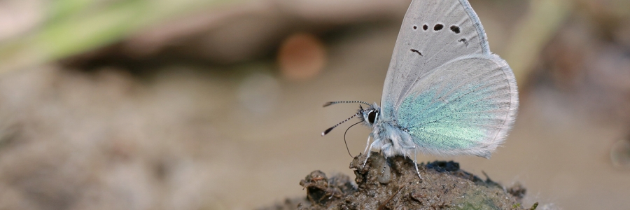 Karagözmavisi (Glaucopsyche alexis)