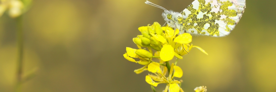Turuncu Süslü (Anthocharis cardamines)